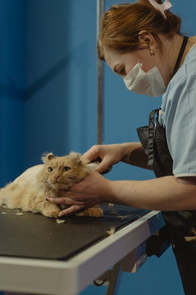 The Ultimate Guide to Cat Health Care: Tips for a Happy and Healthy Feline