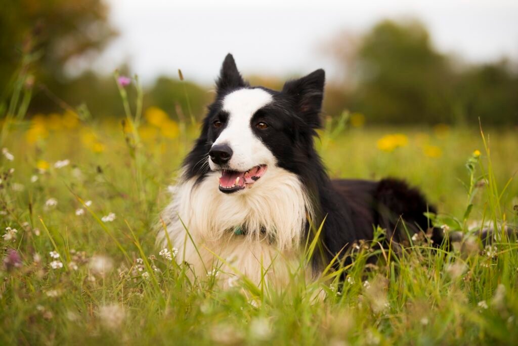 border collie close look