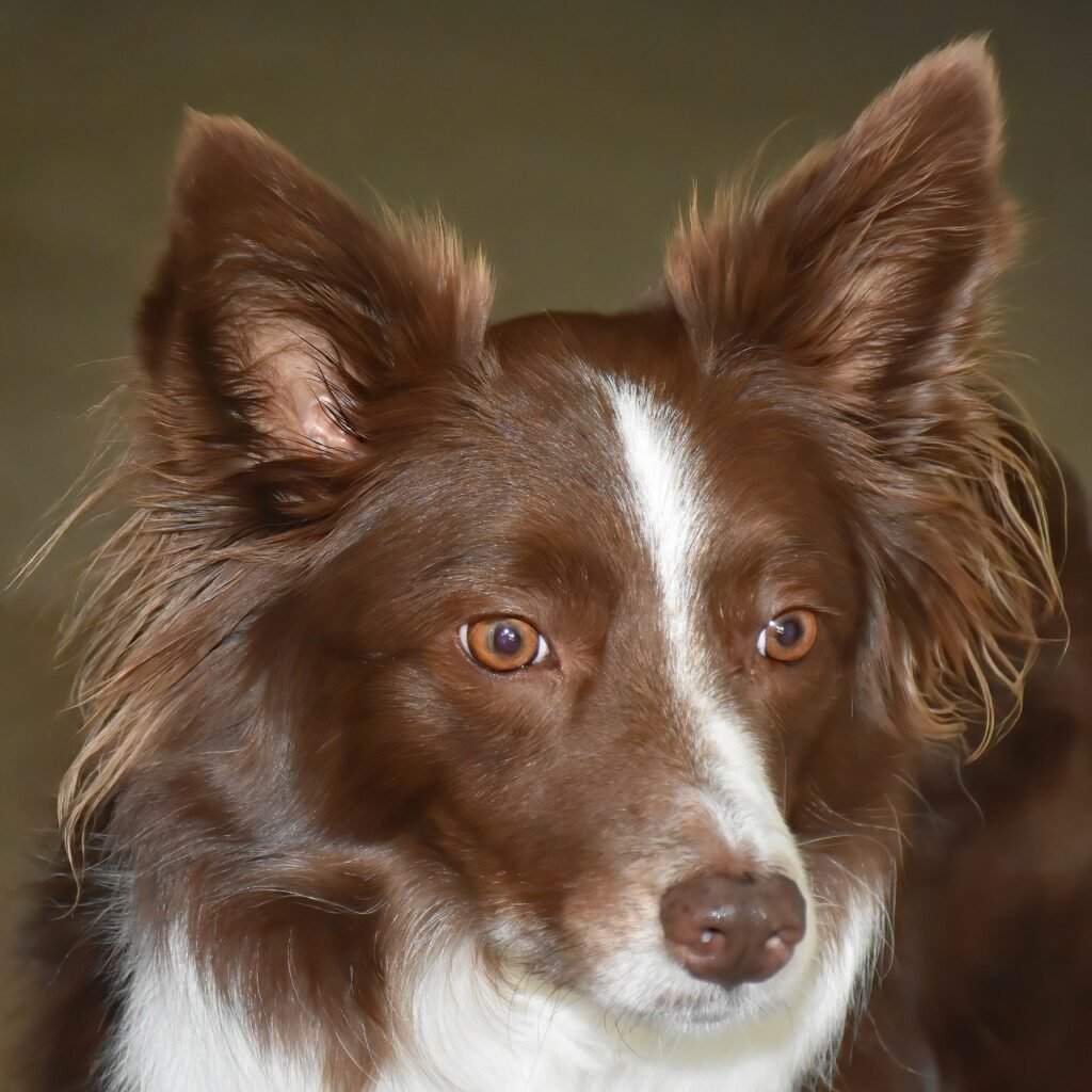 Straight face look of border brown border collie.