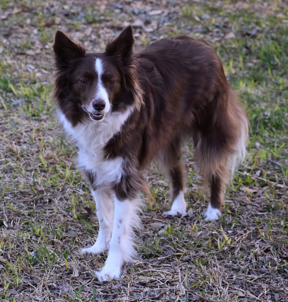 size for border collie