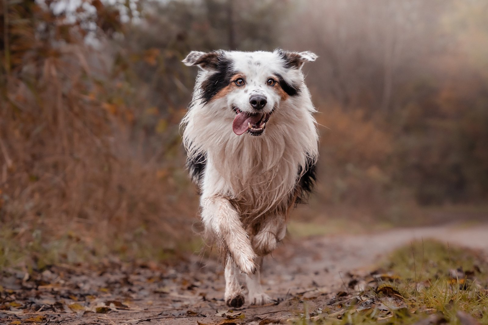 border collie hair coat, running style