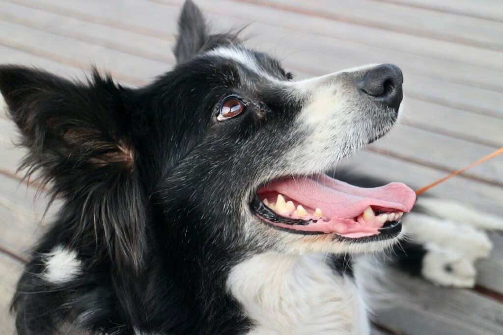 black border collie