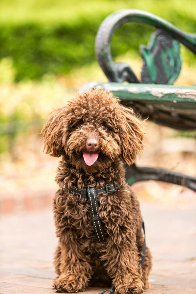 Poodle Curly Hair Dog Breeds