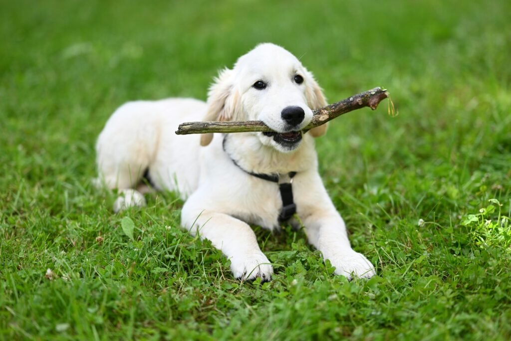 White Golden Retriever Puppy 