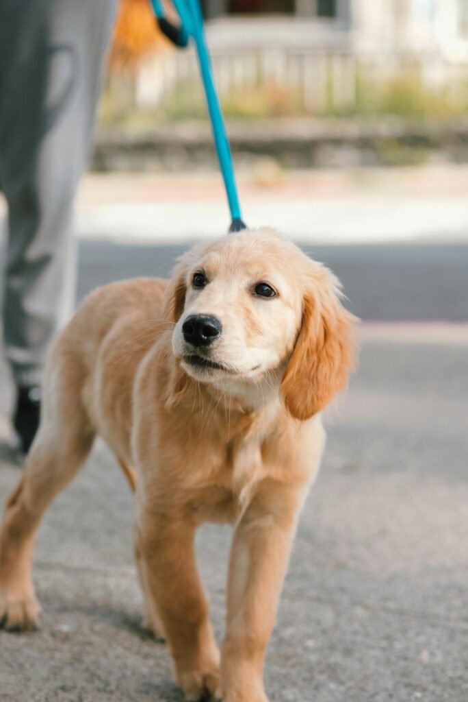  Golden Retriever Puppy walking