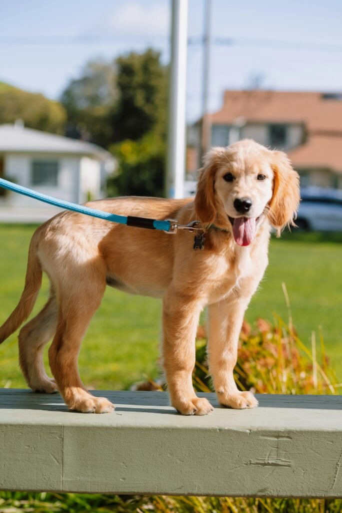 Golden Retriever Puppy full look