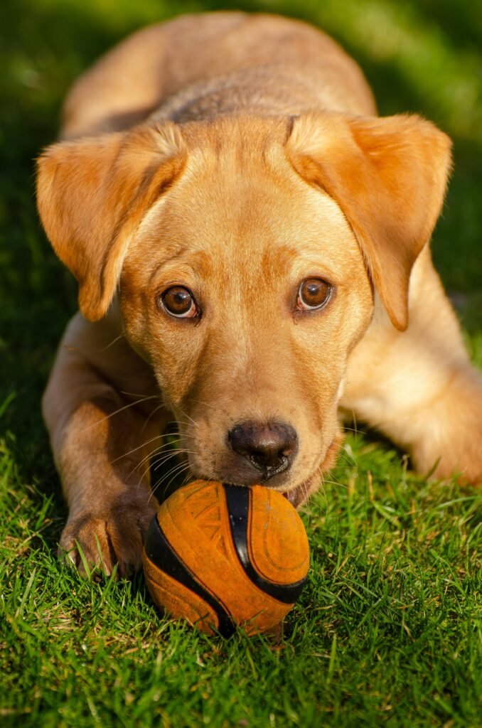 Golden Retriever Puppy playing with ball