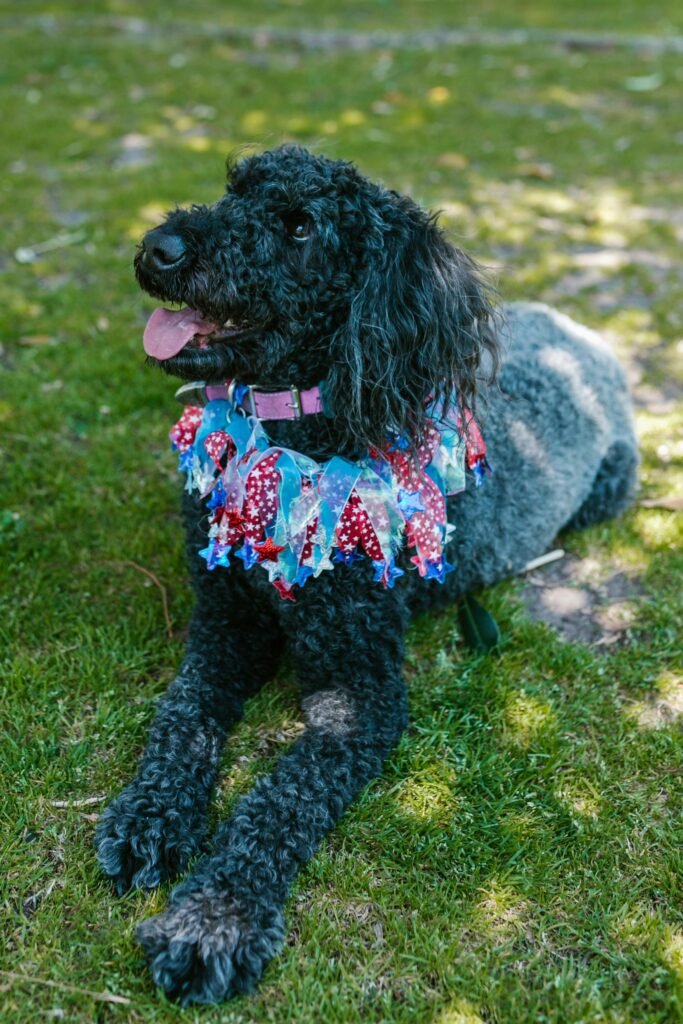 Poodle Curly Hair Dog Breeds