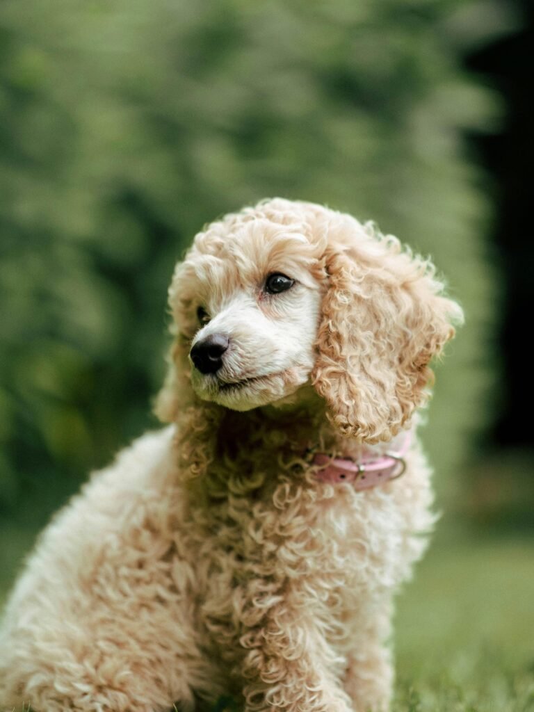 Poodle Curly Hair Dog Breeds