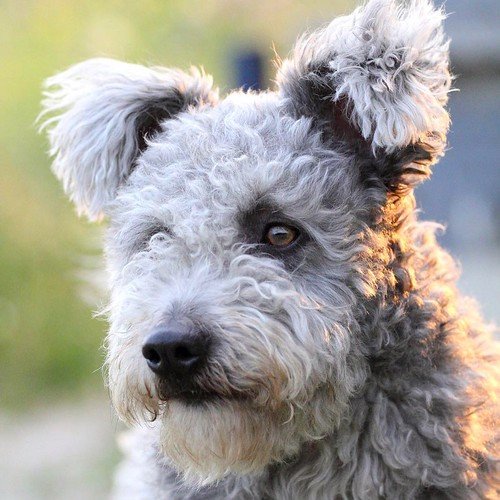 Pumi Curly Hair Dog Breeds