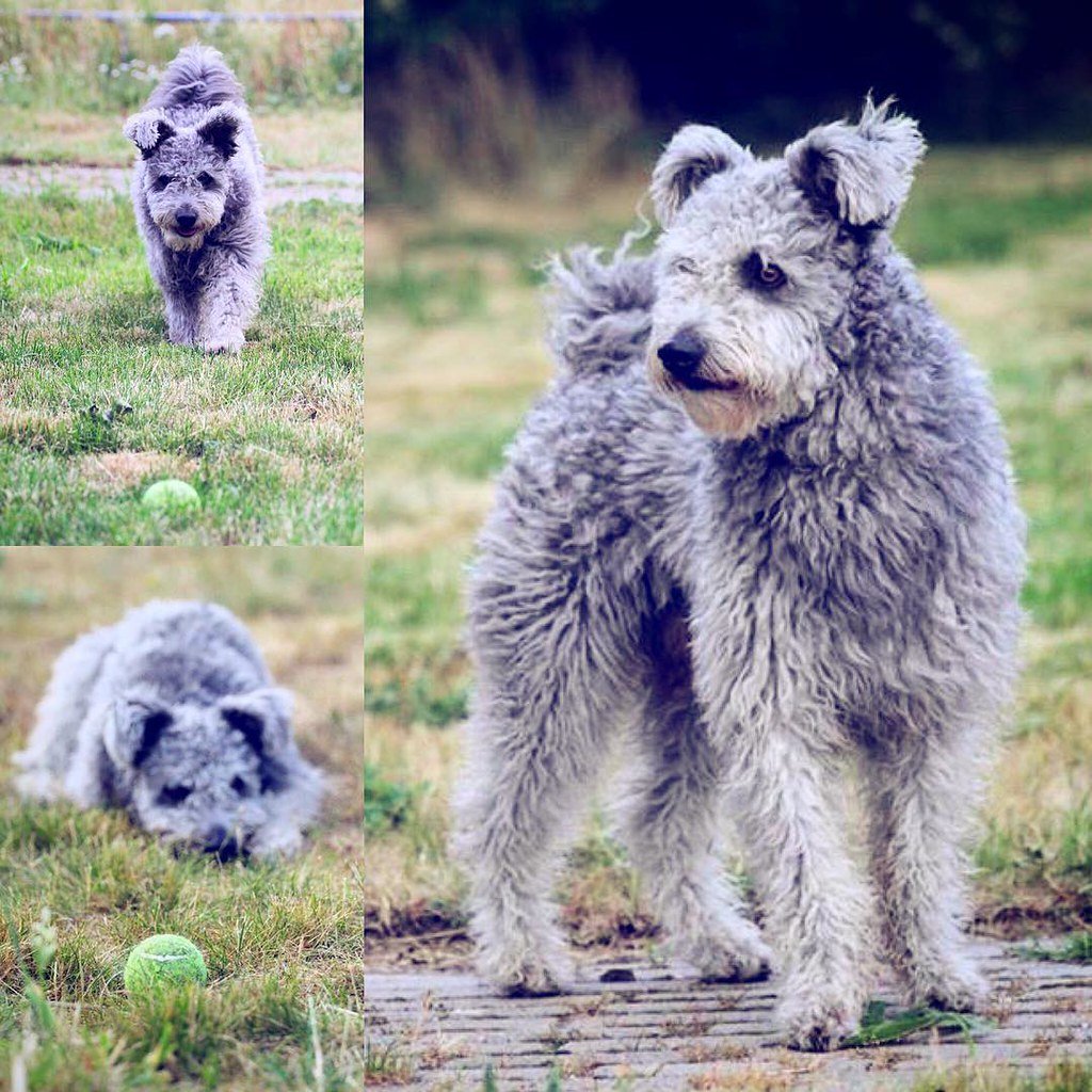 Pumi Curly Hair Dog Breeds