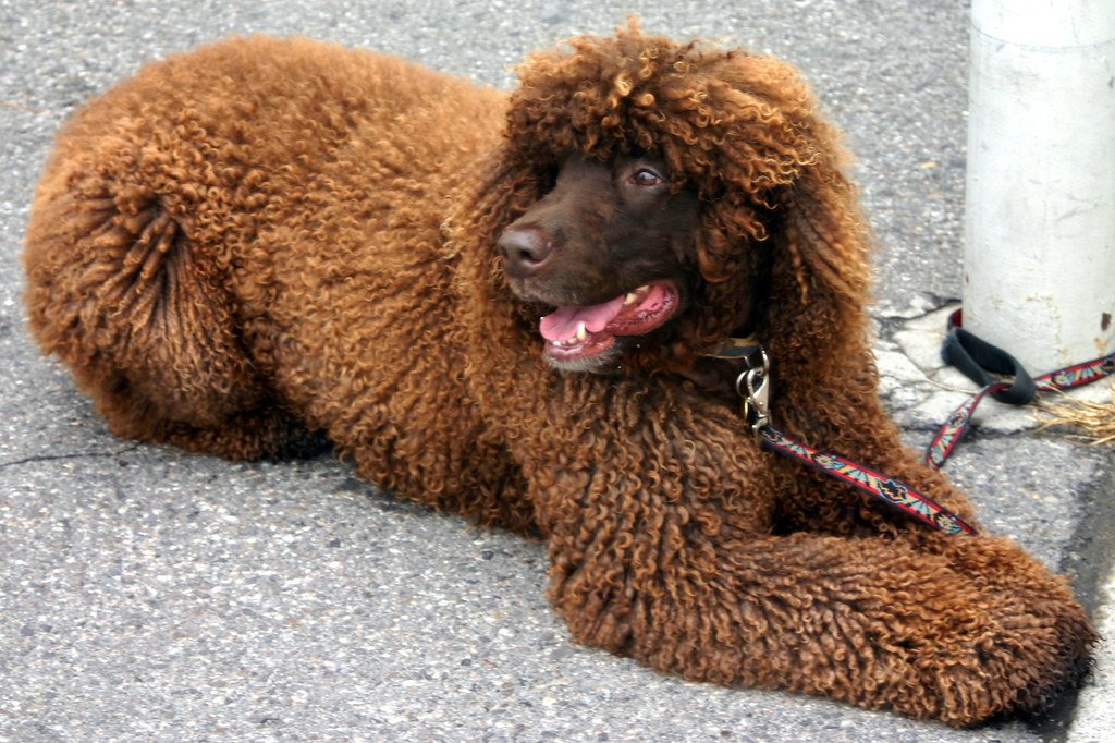 Irish Water Spaniel Curly Hair Dog Breeds