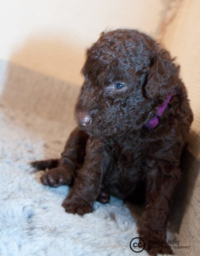 Curly-Coated Retriever Curly Hair Dog Breeds