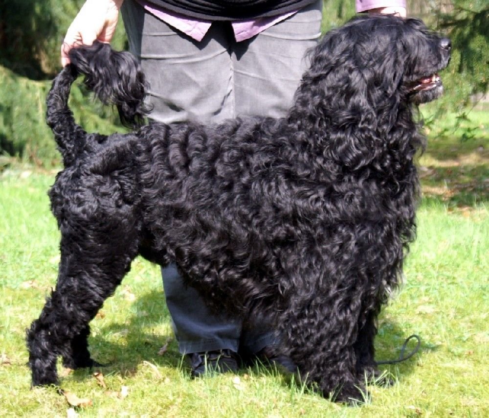 Irish Water Spaniel Curly Hair Dog Breeds