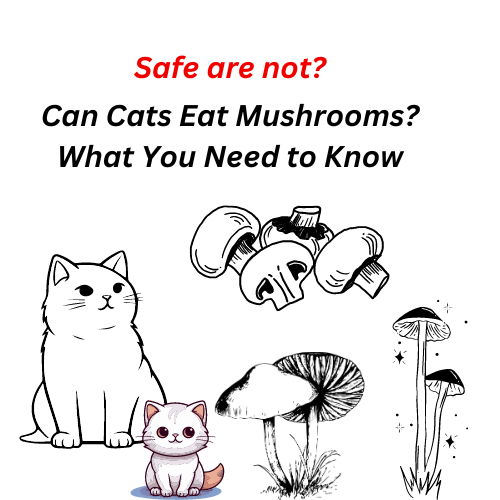 Cats mushroom, wild mushroom, button mushroom