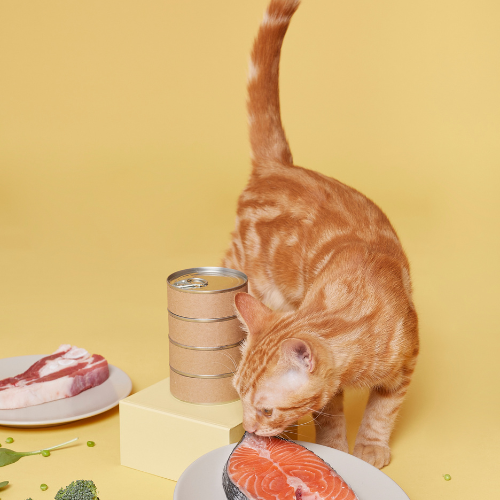 Cat eating raw salmon