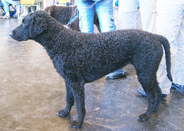 Curly-Coated Retriever Curly Hair Dog Breeds