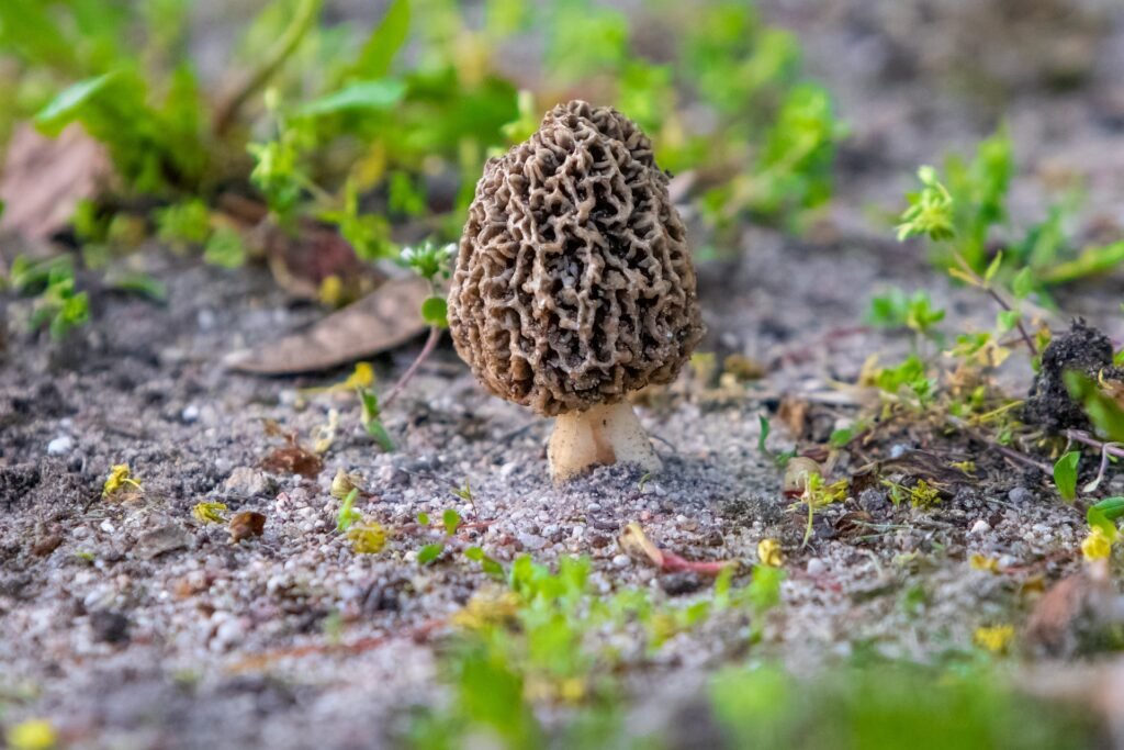 Dangerous mushrooms for cats