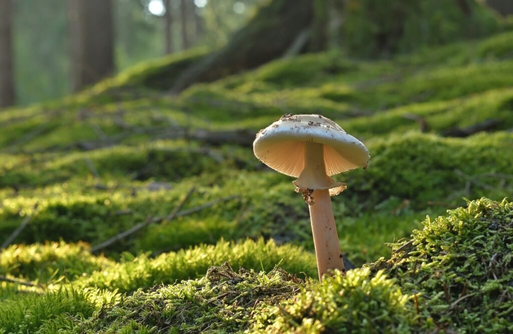 Dangerous mushrooms for cats