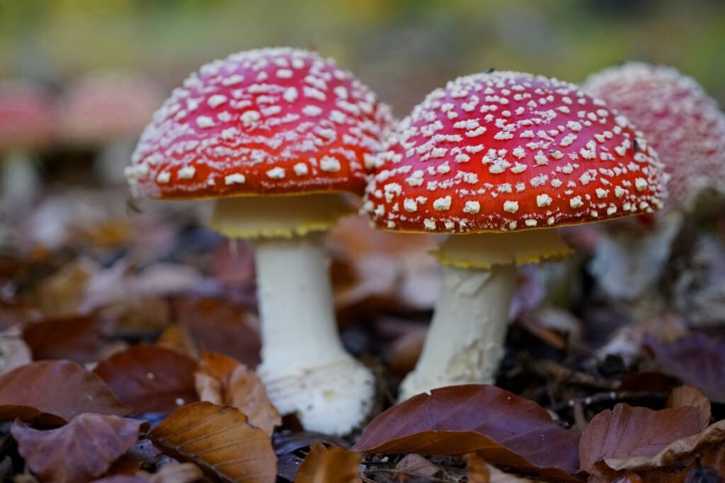 Dangerous mushrooms for cats