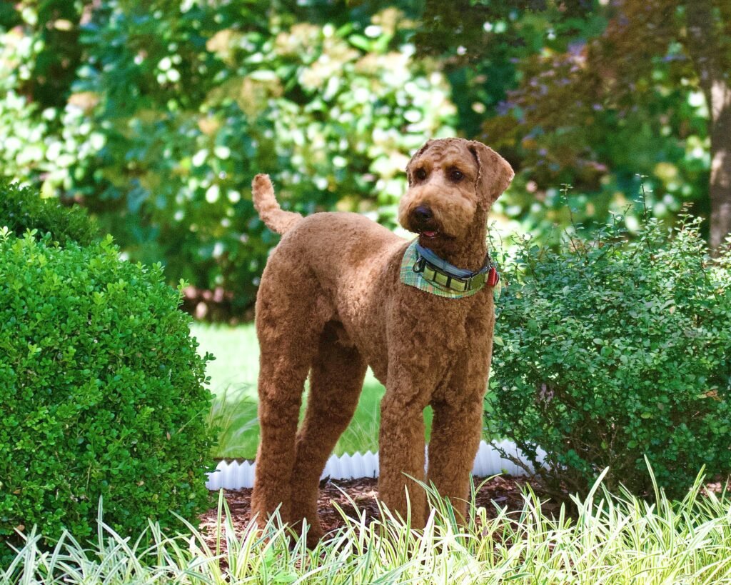 Airedale Terrier Curly Hair Dog Breeds