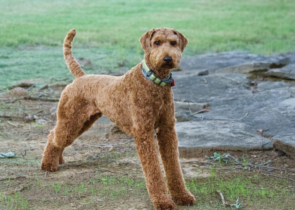 Airedale Terrier Curly Hair Dog Breeds