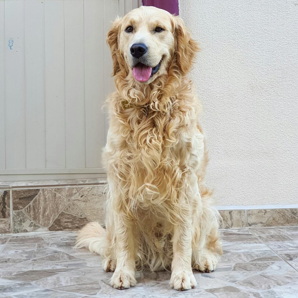 Curly-Coated Retriever Curly Hair Dog Breeds