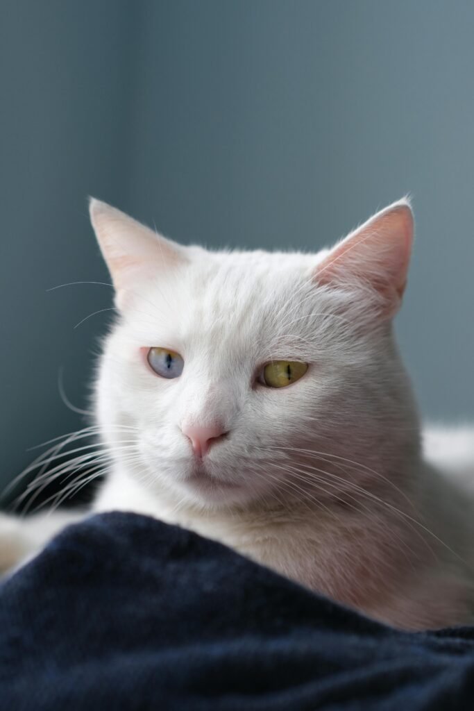 short hair cat breed odd eyes