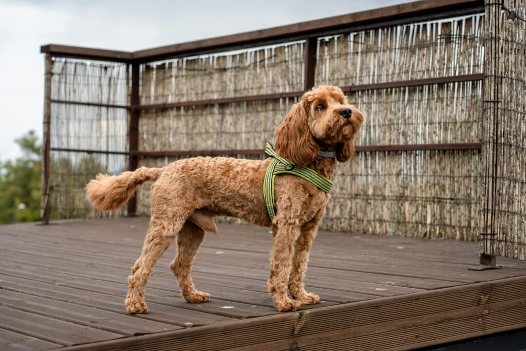 Cockapoo Curly Hair Dog Breeds