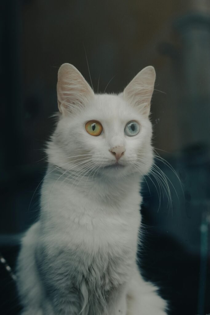 Persian breed unique odd eyes cat