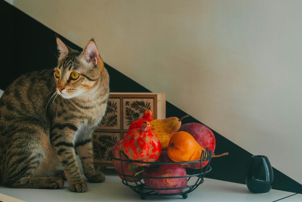 Cat and apple