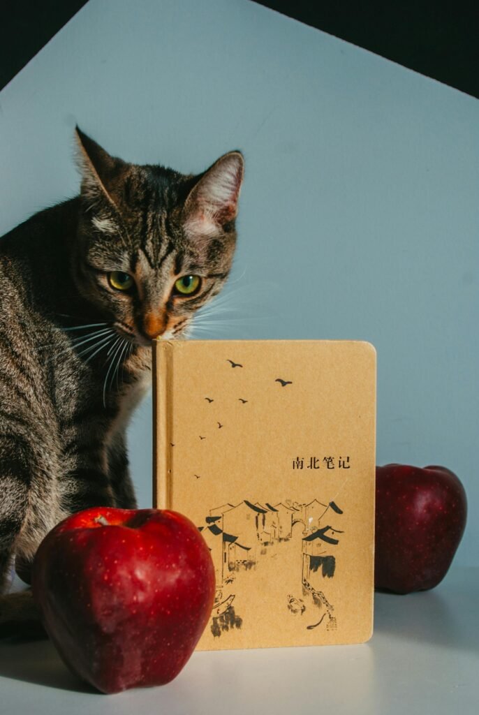 cat looks at apple