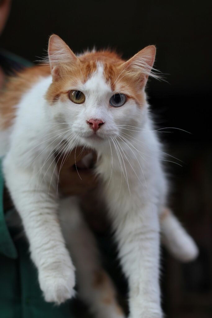 long hair odd eyed cat