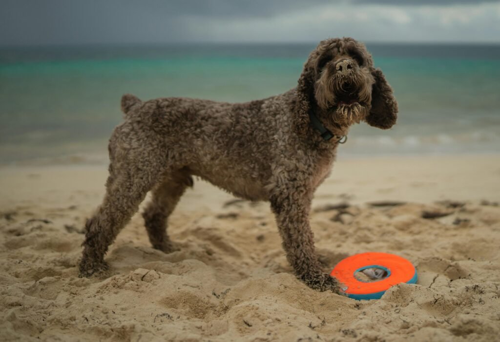 Legato Romagnolo Curly Hair Dog Breeds