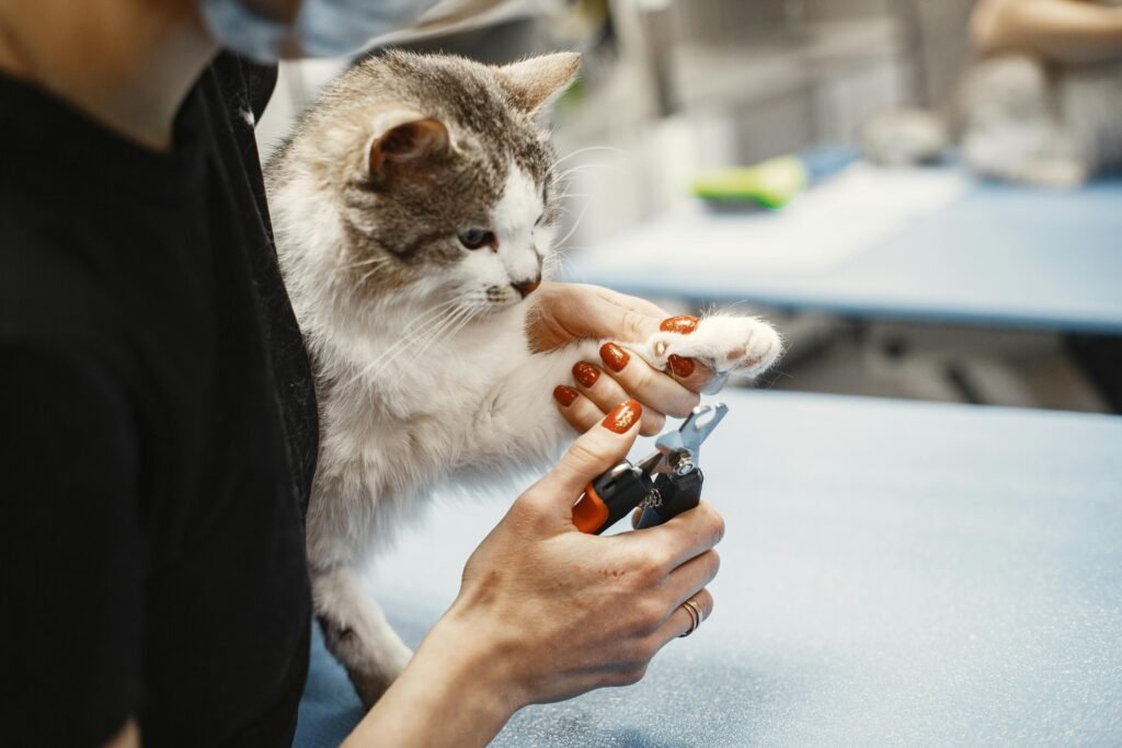 Best Way to Trim Cat Nails