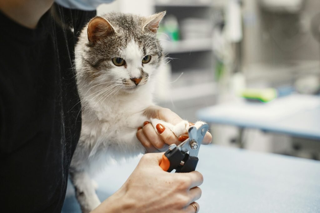 Best Way to Trim Cat Nails