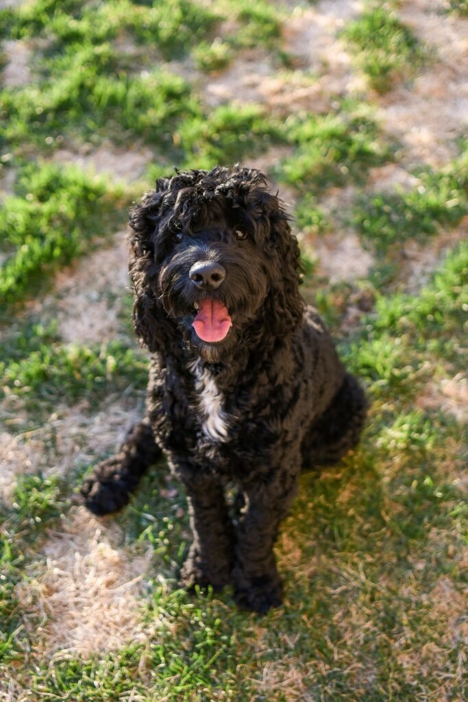 Portuguese Water Dog Curly Hair Dog Breeds