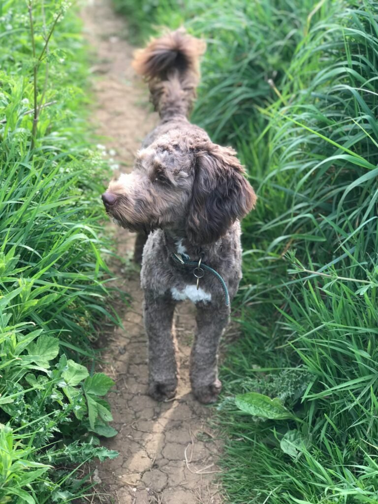 Labradoodle Curly Hair Dog Breeds