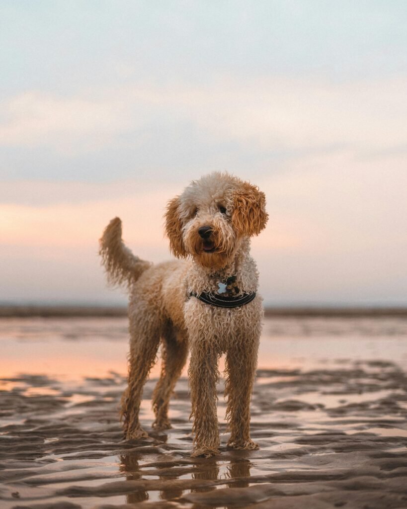 Labradoodle Curly Hair Dog Breeds