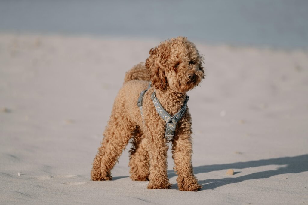 Labradoodle Dog Curly Hair Dog Breeds