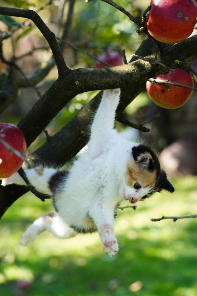 Cat trying to get apple