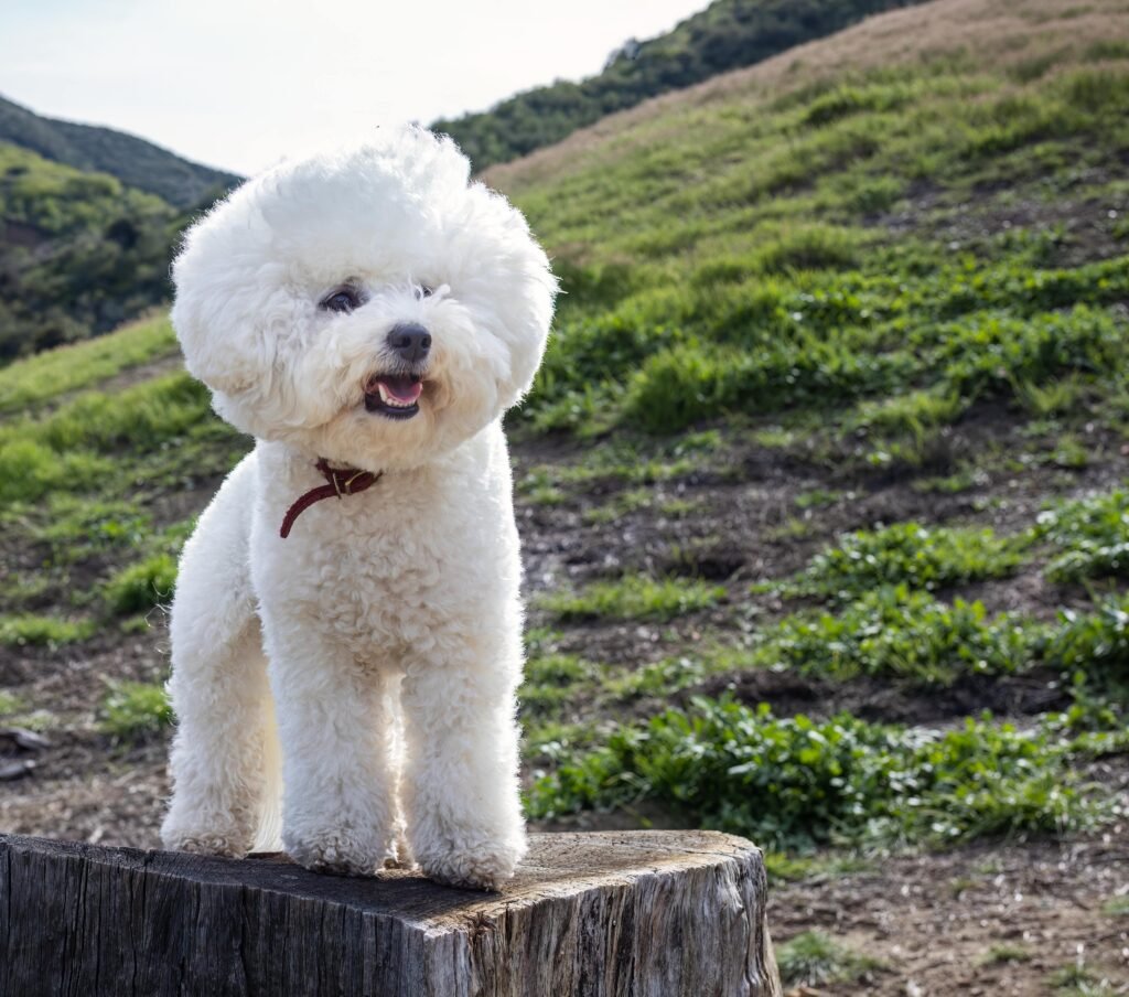 Bichon Frise Curly Hair Dog Breeds