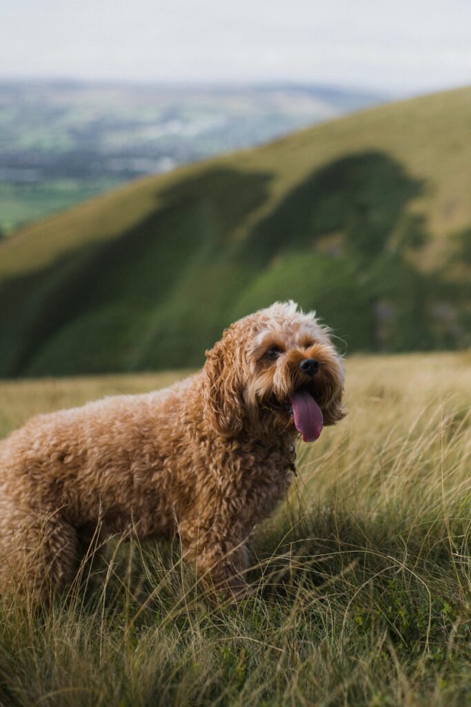 Cockapoo Curly Hair Dog Breeds