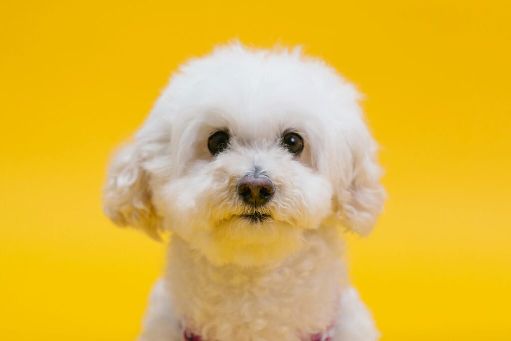 Bichon Frise Curly Hair Dog Breeds