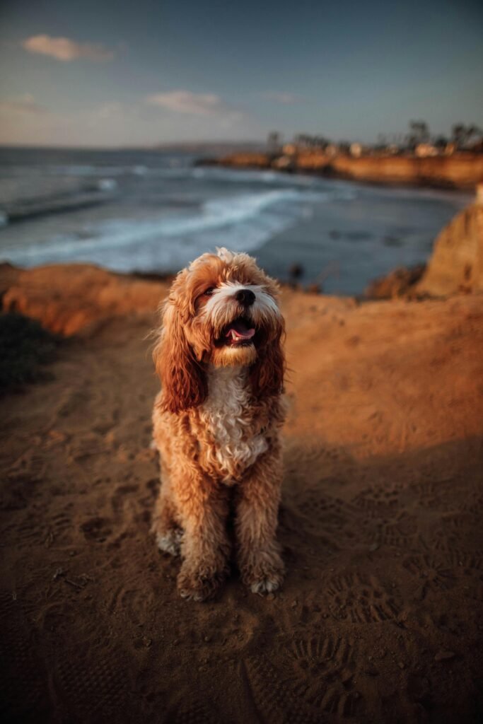 Cockapoo Curly Hair Dog Breeds