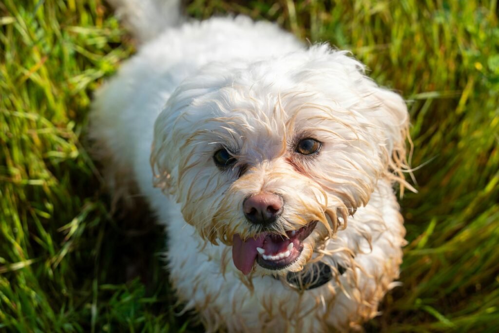 Bichon Frise Curly Hair Dog Breeds