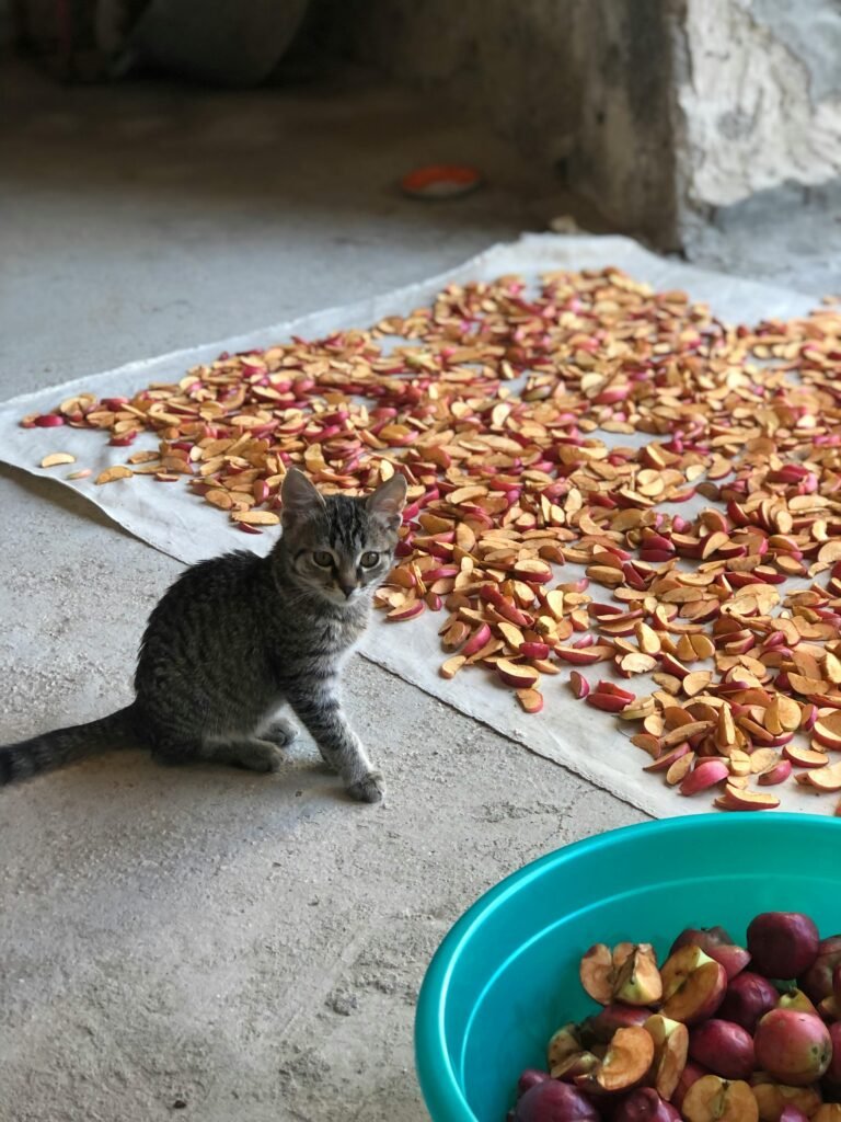 cat and apples