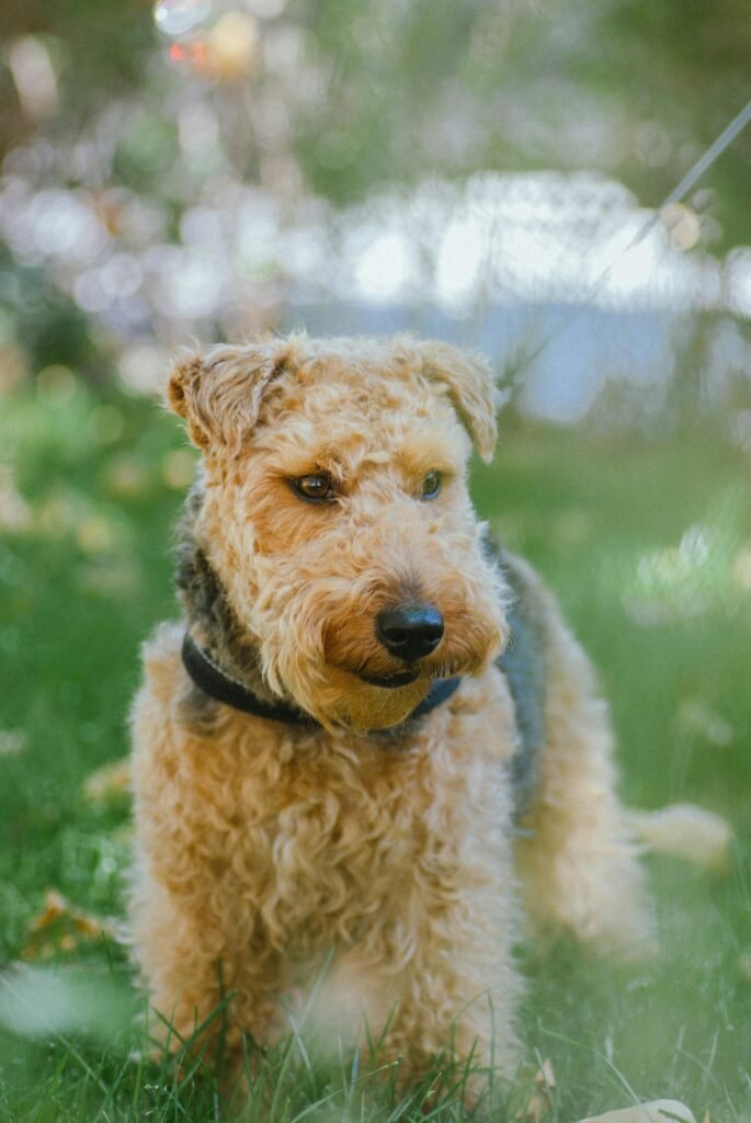 Airedale Terrier Curly Hair Dog Breeds